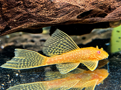 Albino Antennenwels Schleier Ancistrus spec Long Fin