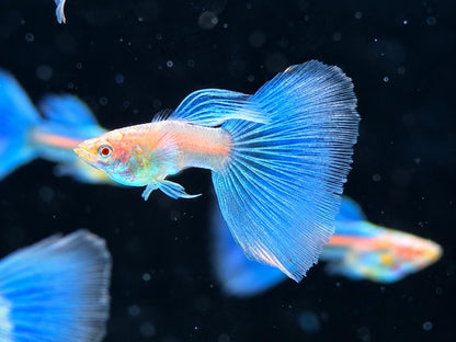 Albino Blue Topaz Guppy Poecilia reticulata Männchen