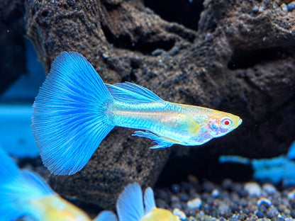Albino Blue Topaz Guppy Poecilia reticulata Männchen