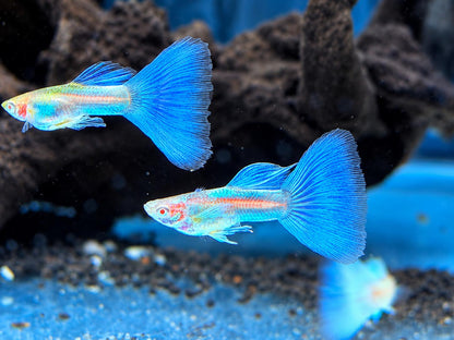 Albino Blue Topaz Guppy Poecilia reticulata Männchen