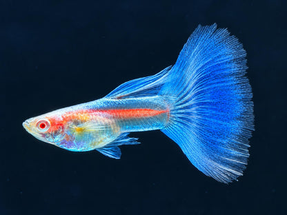Albino Blue Topaz Guppy Poecilia reticulata Männchen