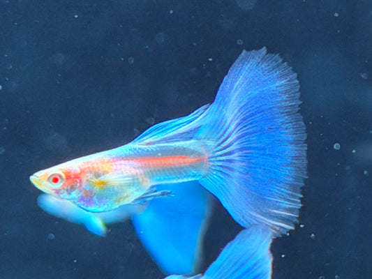 Albino Blue Topaz Guppy Poecilia reticulata Männchen