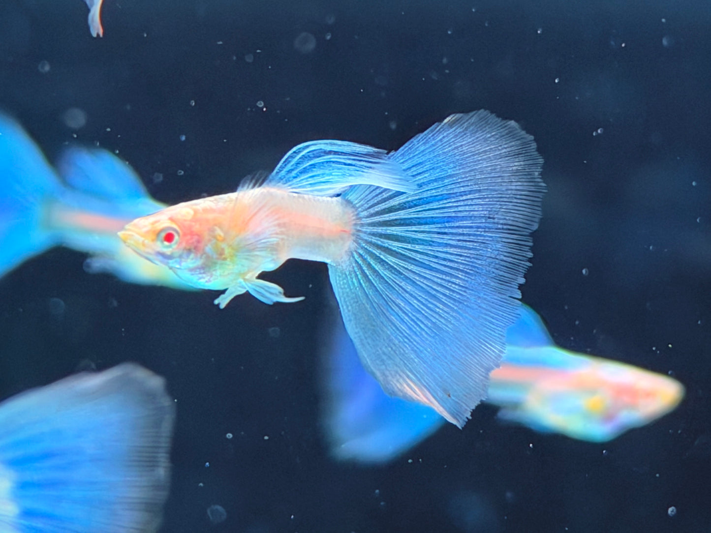 Albino Blue Topaz Guppy Poecilia reticulata Männchen