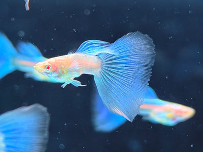 Albino Blue Topaz Guppy Poecilia reticulata Männchen