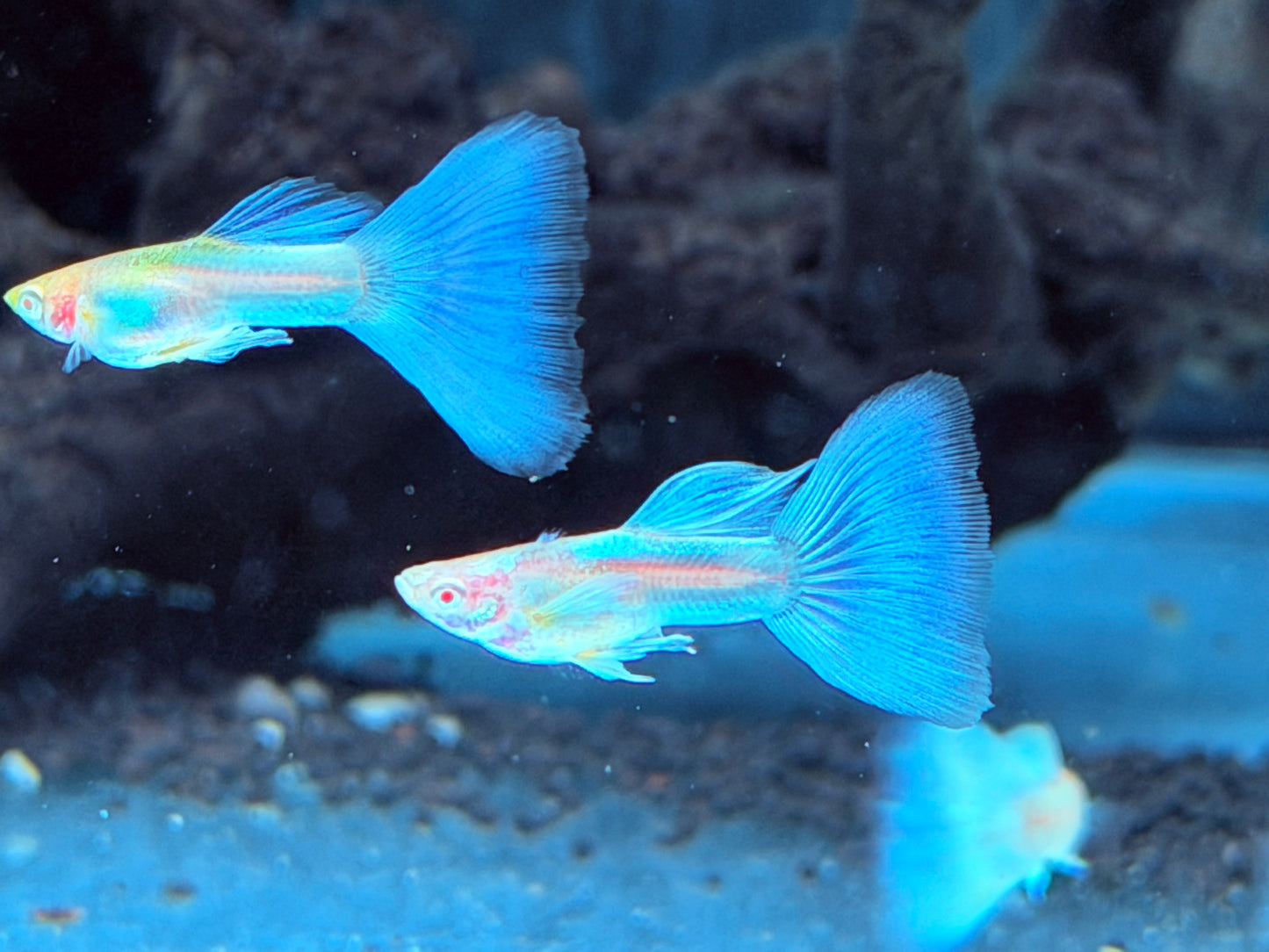 Albino Blue Topaz Guppy Poecilia reticulata Männchen