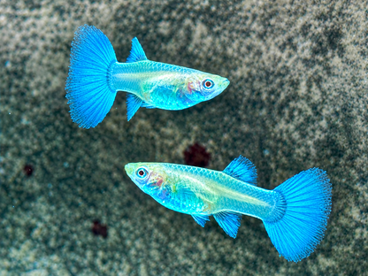 Albino Blue Topaz Guppy Poecilia reticulata Weibchen