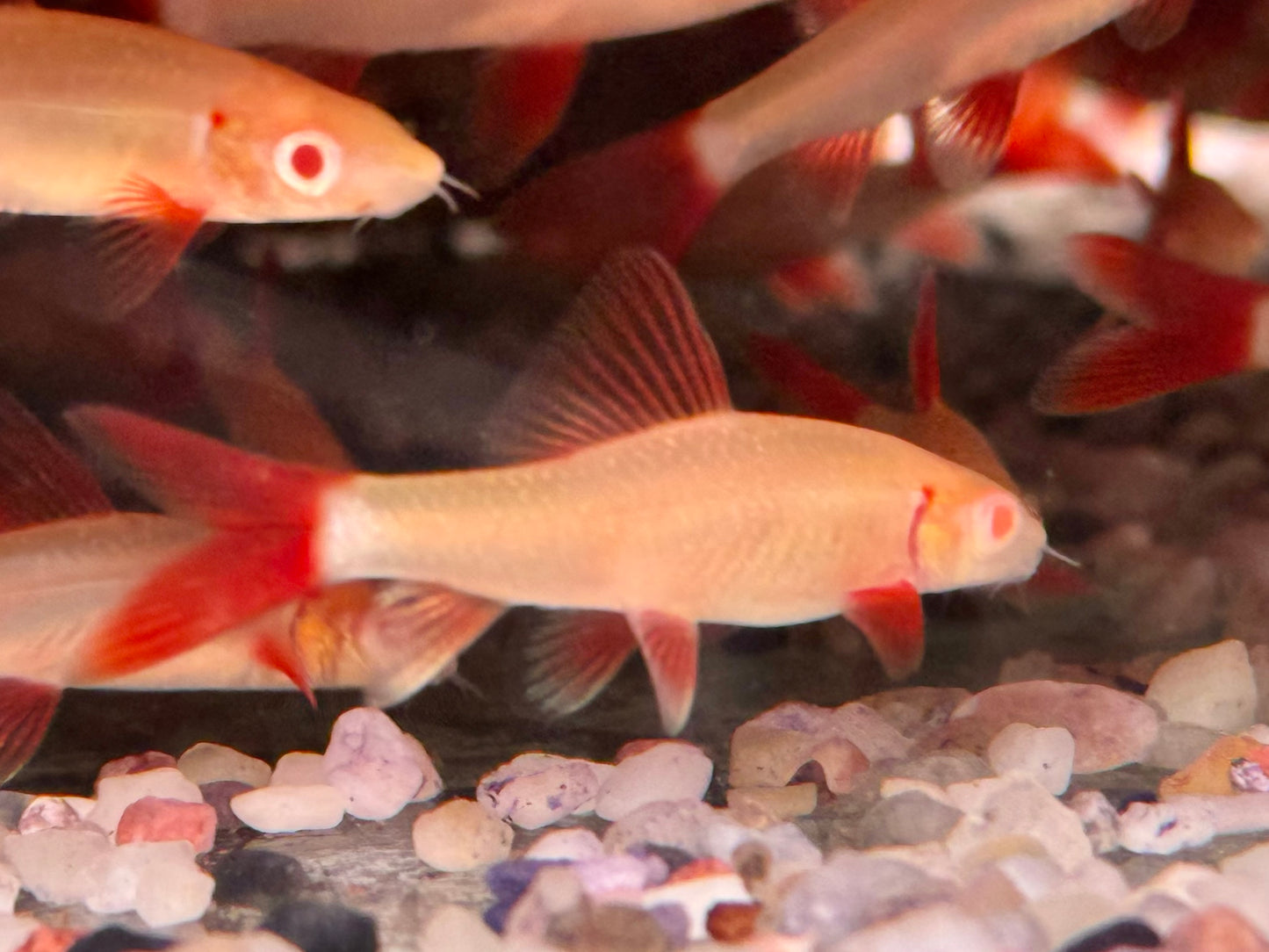 Albino Fransenlipper Labeo Epalzeorhynchos frenatus