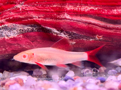 Albino Fransenlipper Labeo Epalzeorhynchos frenatus