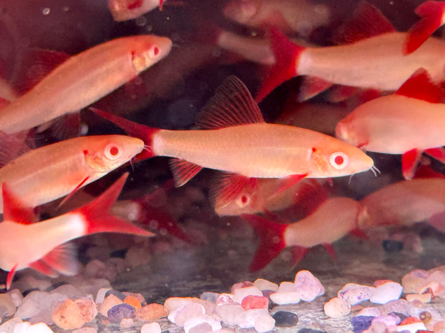 Albino Fransenlipper Labeo Epalzeorhynchos frenatus