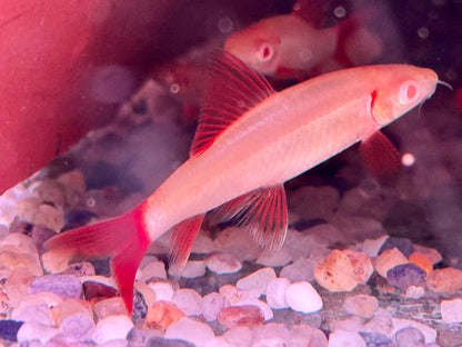Albino Fransenlipper Labeo Epalzeorhynchos frenatus