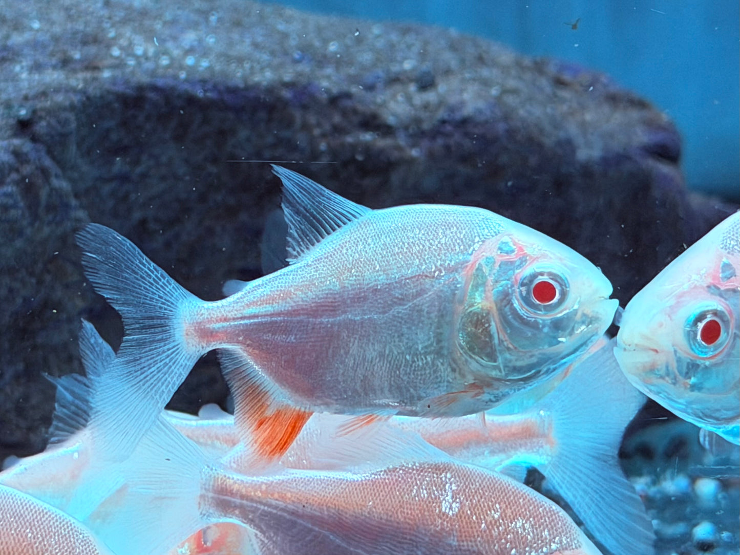 Albino Pacu Colossoma brachypomus Albino 5-5,5 cm