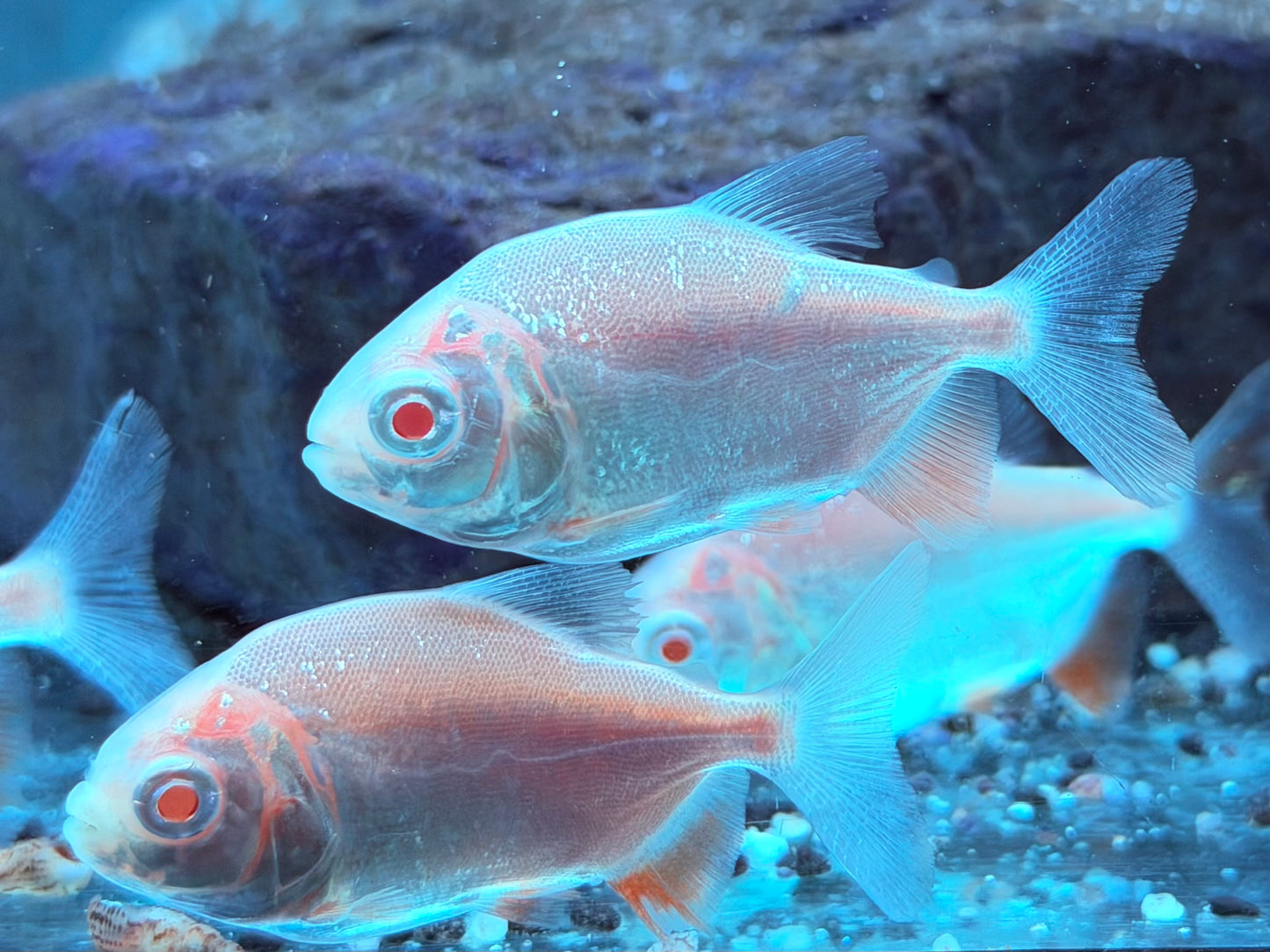 Albino Pacu Colossoma brachypomus Albino 5-5,5 cm
