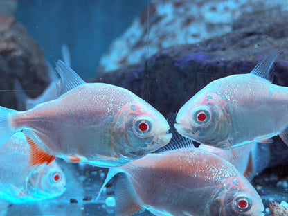 Albino Pacu Colossoma brachypomus Albino 5-5,5 cm