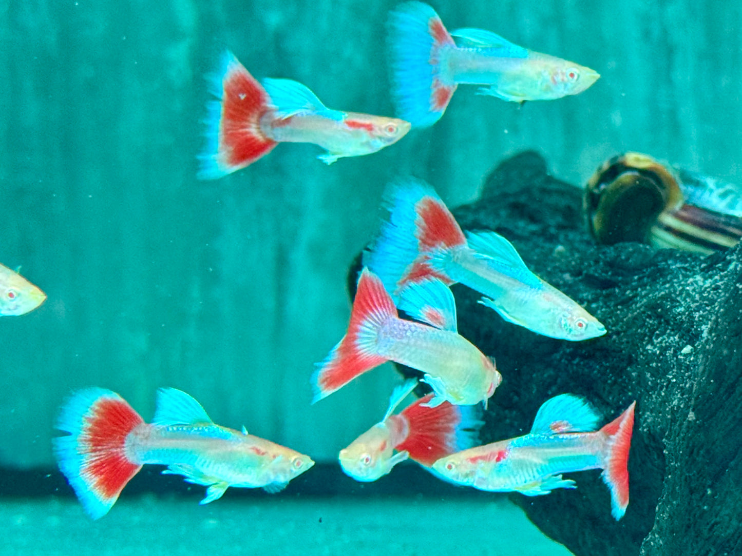 Albino Red Topaz Guppy Poecilia reticulata Männchen