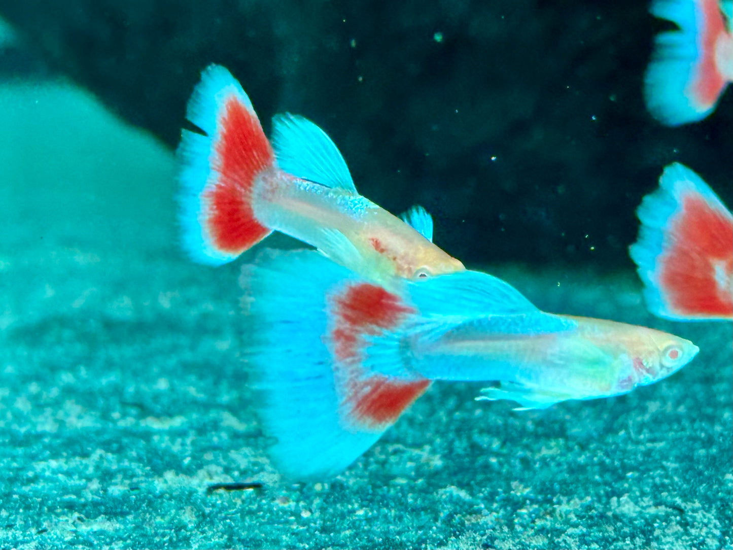 Albino Red Topaz Guppy Poecilia reticulata Männchen