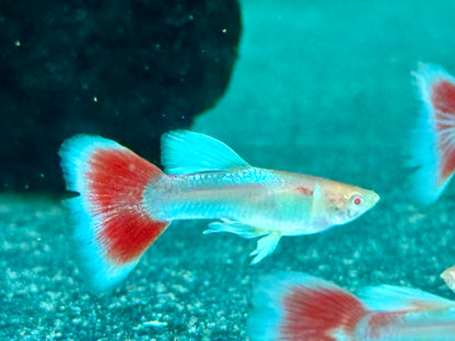 Albino Red Topaz Guppy Poecilia reticulata Männchen
