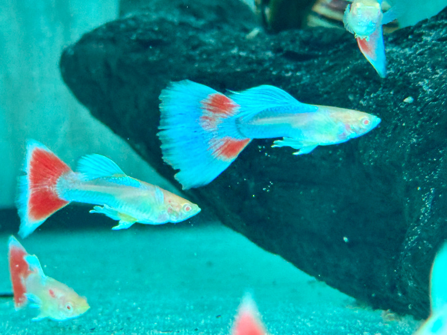 Albino Red Topaz Guppy Poecilia reticulata Männchen
