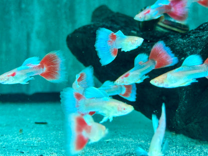 Albino Red Topaz Guppy Poecilia reticulata Männchen
