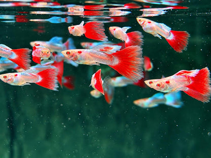 Albino Red Topaz Guppy Poecilia reticulata Männchen