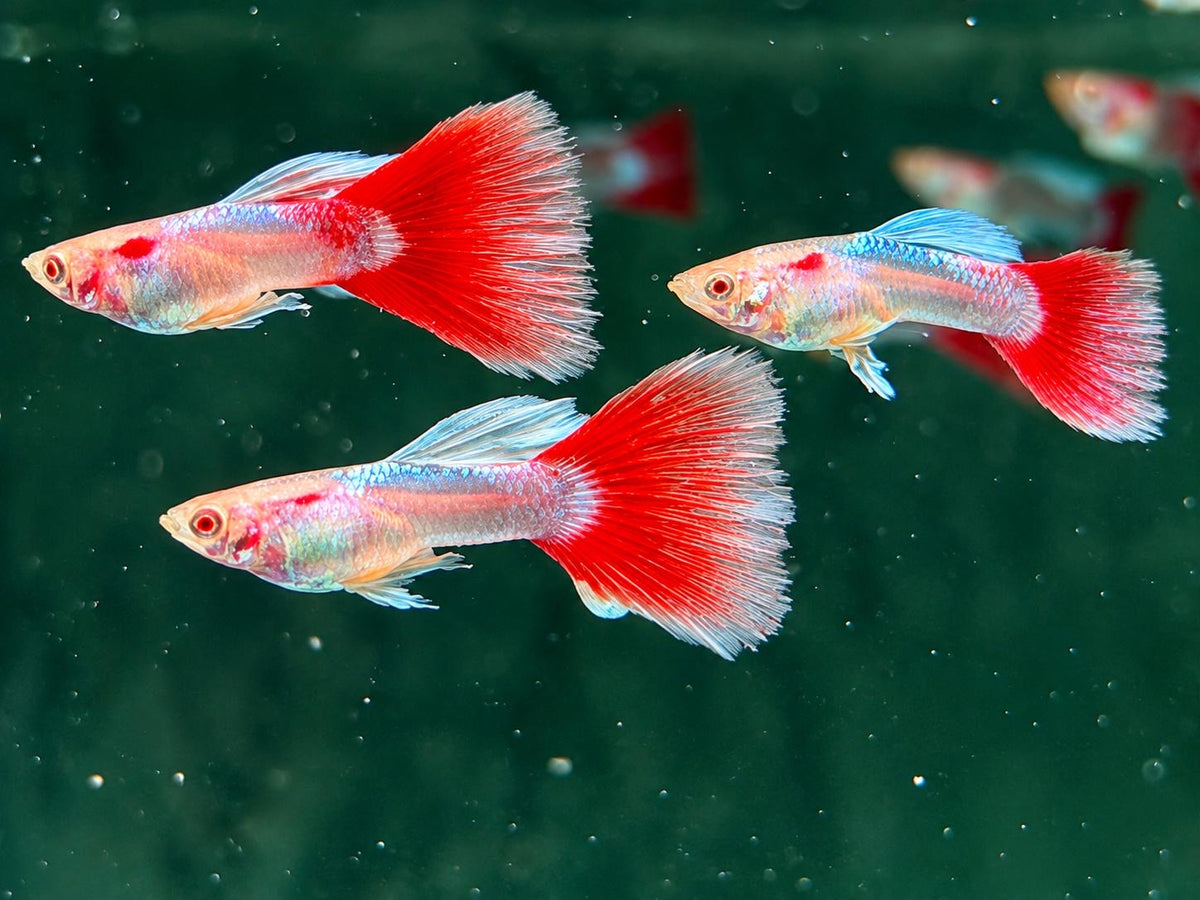 Albino Red Topaz Guppy Poecilia reticulata Männchen