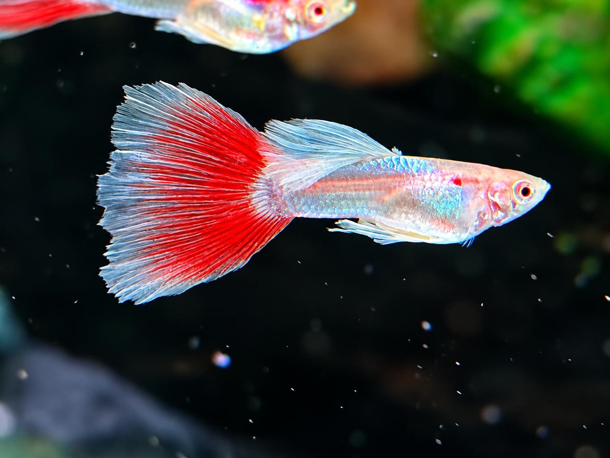 Albino Red Topaz Guppy Poecilia reticulata Männchen
