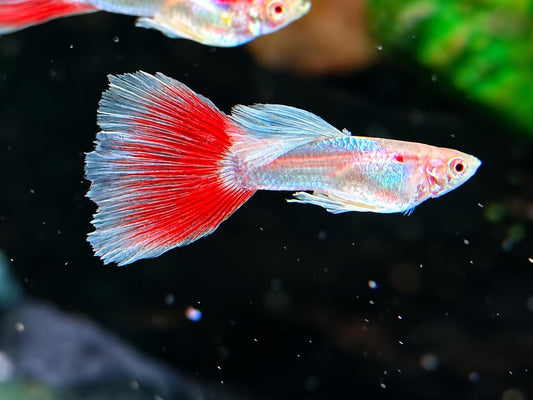 Albino Red Topaz Guppy Poecilia reticulata Männchen