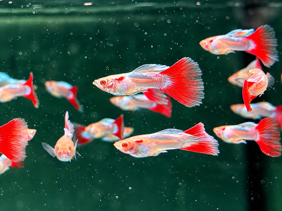Albino Red Topaz Guppy Poecilia reticulata Männchen