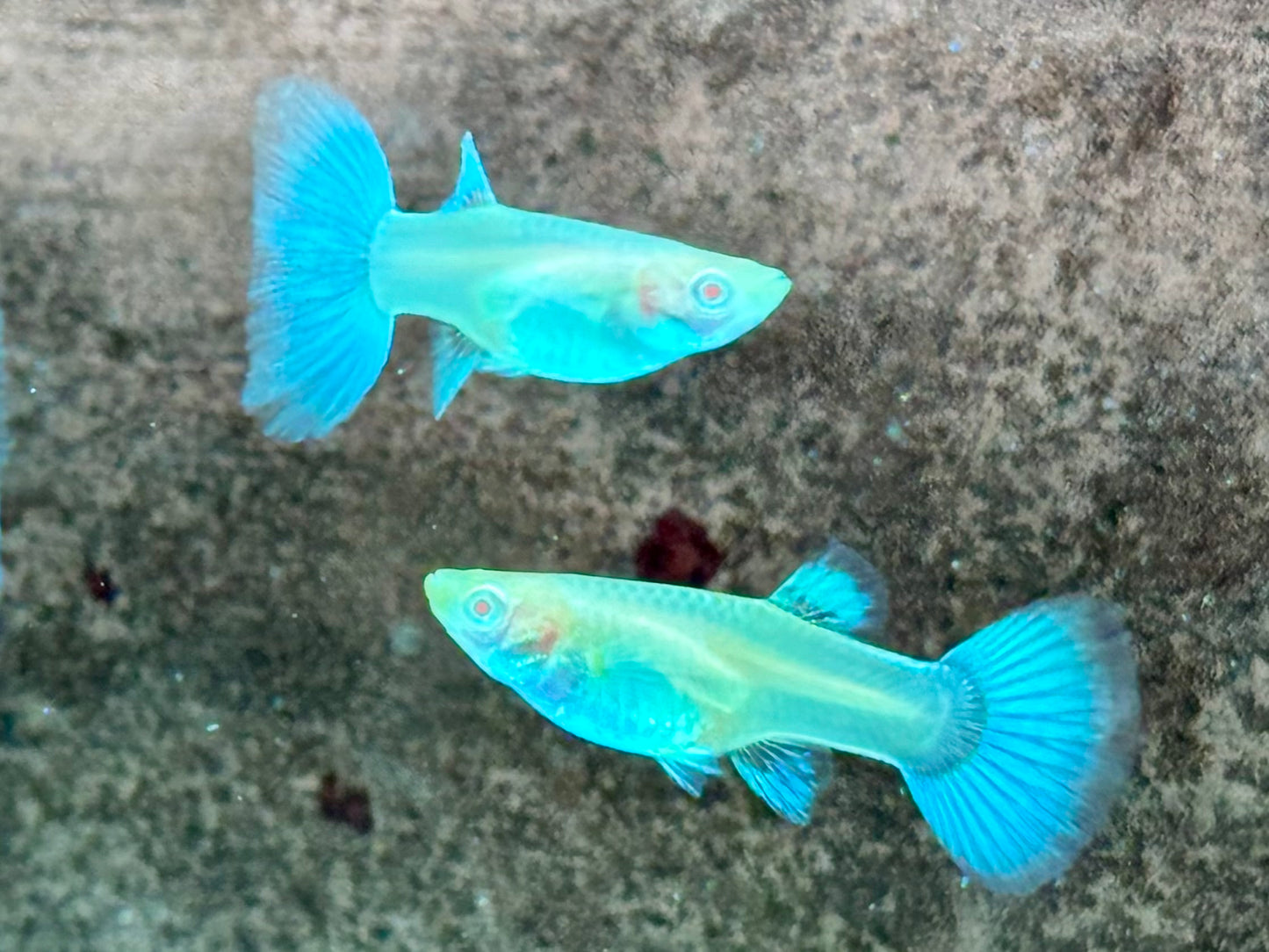 Albino Red Topaz Guppy Poecilia reticulata Weibchen