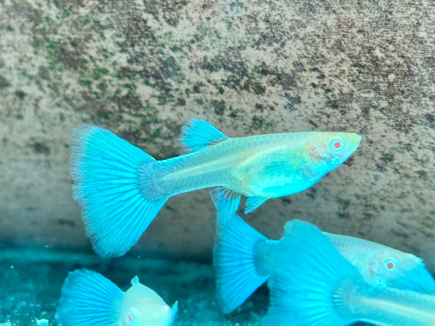 Albino Red Topaz Guppy Poecilia reticulata Weibchen