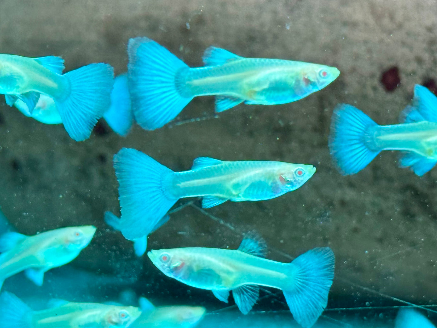Albino Red Topaz Guppy Poecilia reticulata Weibchen