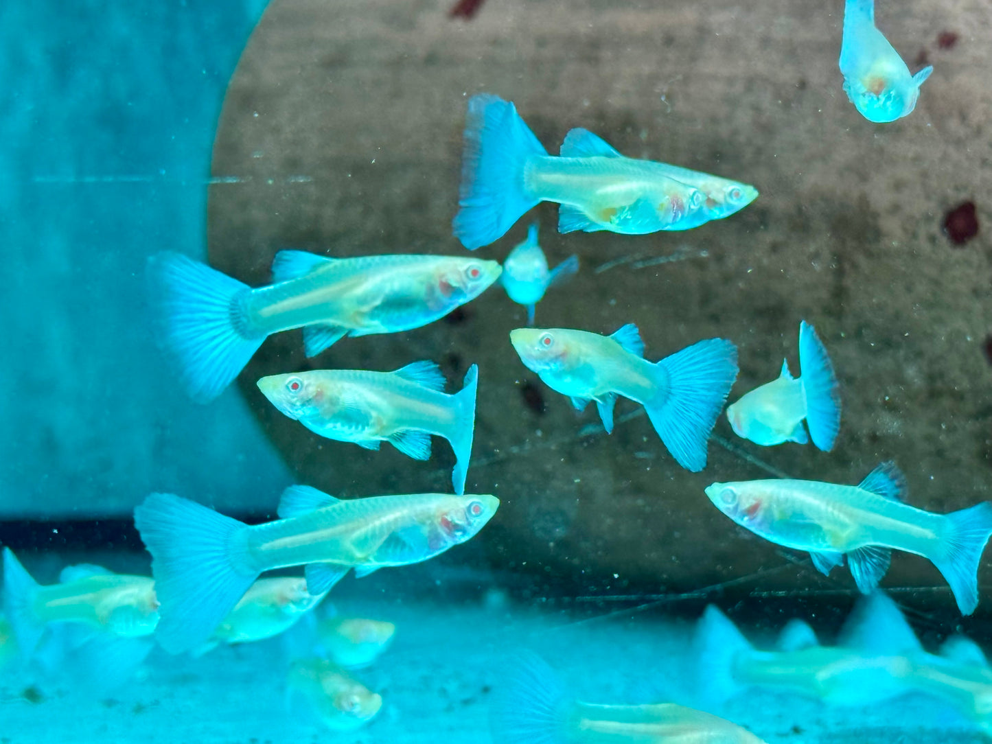 Albino Red Topaz Guppy Poecilia reticulata Weibchen