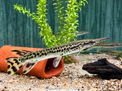 Alligatorhecht Atractosteus Lepisosteus spatula