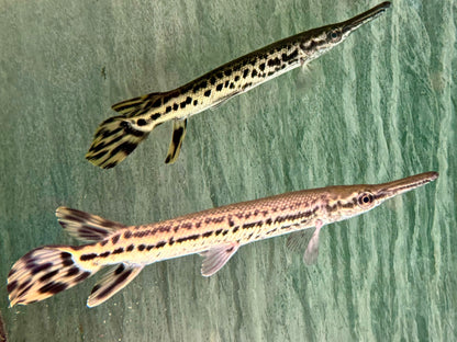 Alligatorhecht Atractosteus Lepisosteus spatula