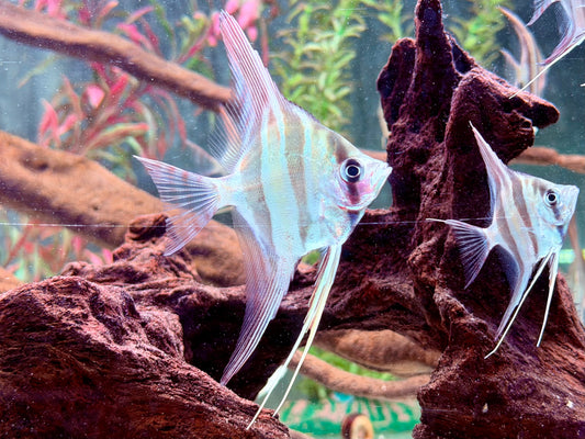 Altum Skalar Orinoco Pterophyllum altum NZ 4 cm Köperdurchmesser