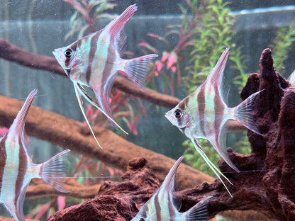 Altum Skalar Orinoco Pterophyllum altum NZ 4 cm Köperdurchmesser
