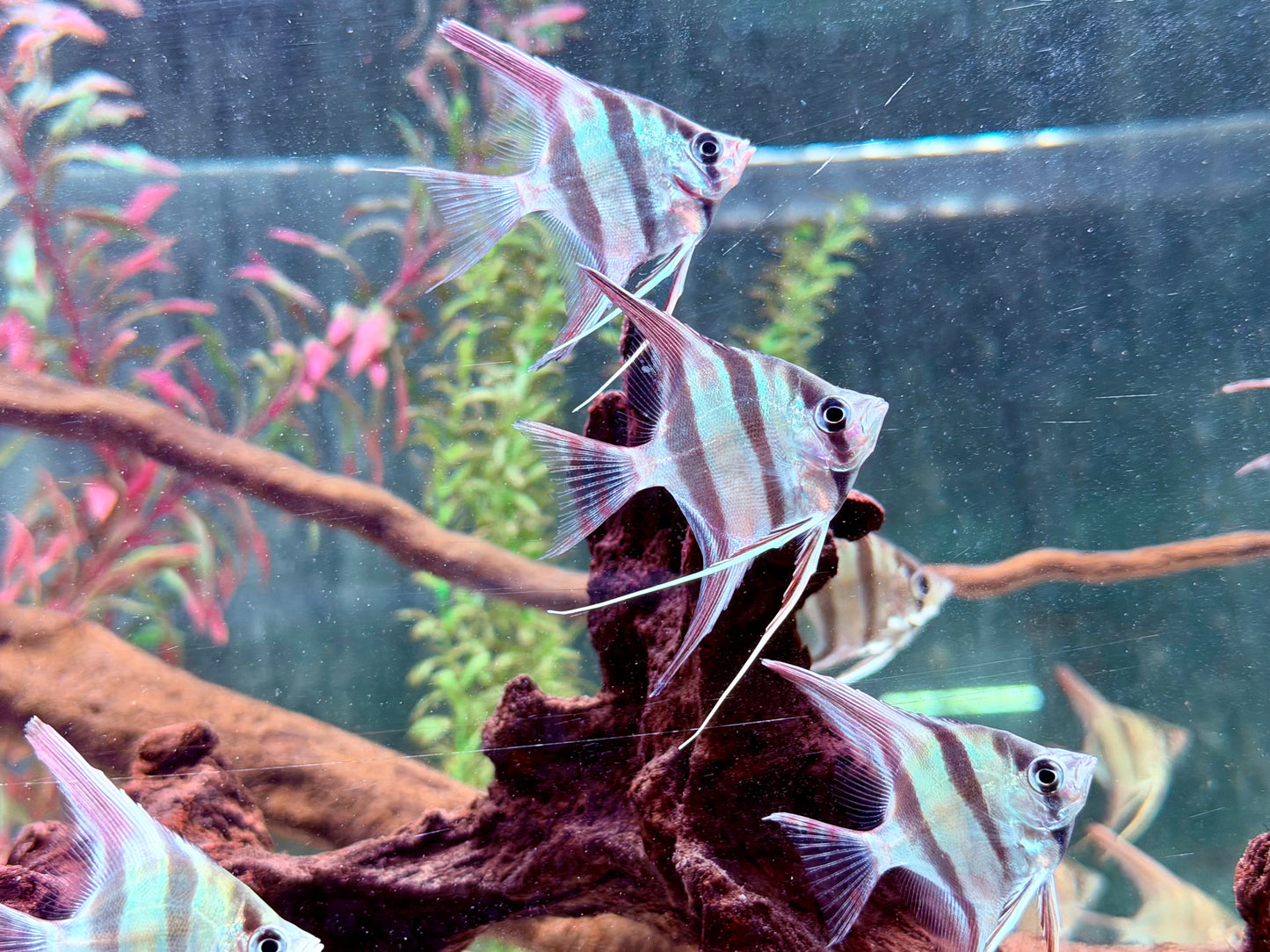 Altum Skalar Orinoco Pterophyllum altum NZ 4 cm Köperdurchmesser