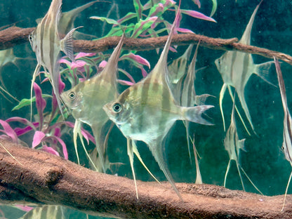 Altum Skalar Pterophyllum altum NZ 3,5-4 cm Köperdurchmesser