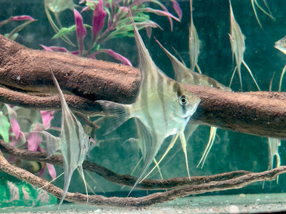Altum Skalar Pterophyllum altum NZ 3,5-4 cm Köperdurchmesser
