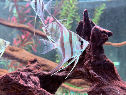 Altum Skalar Orinoco Pterophyllum altum NZ 4 cm Köperdurchmesser