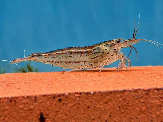 Amano Garnele Caridina multidentata S