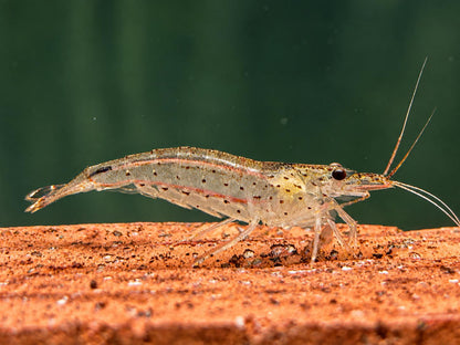Amano Garnele Caridina multidentata S