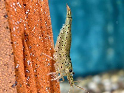 Amano Garnele Caridina multidentata S