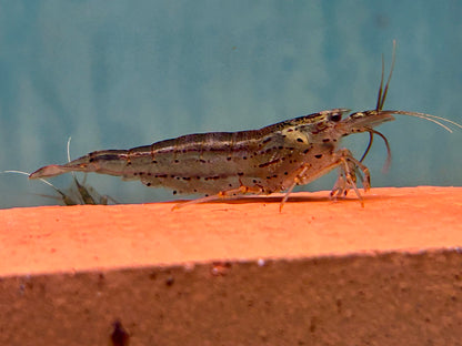 Amano Garnele Caridina multidentata L-XL