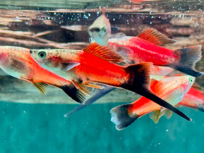 Ananas Wagtail Schwertträger Xiphophorus helleri