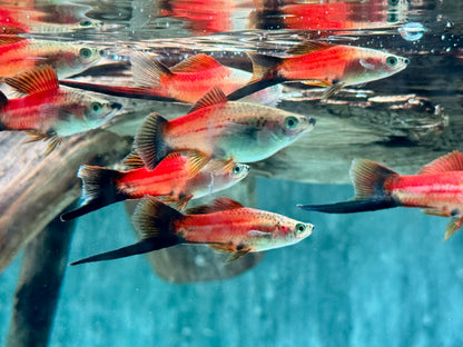 Ananas Wagtail Schwertträger Xiphophorus helleri