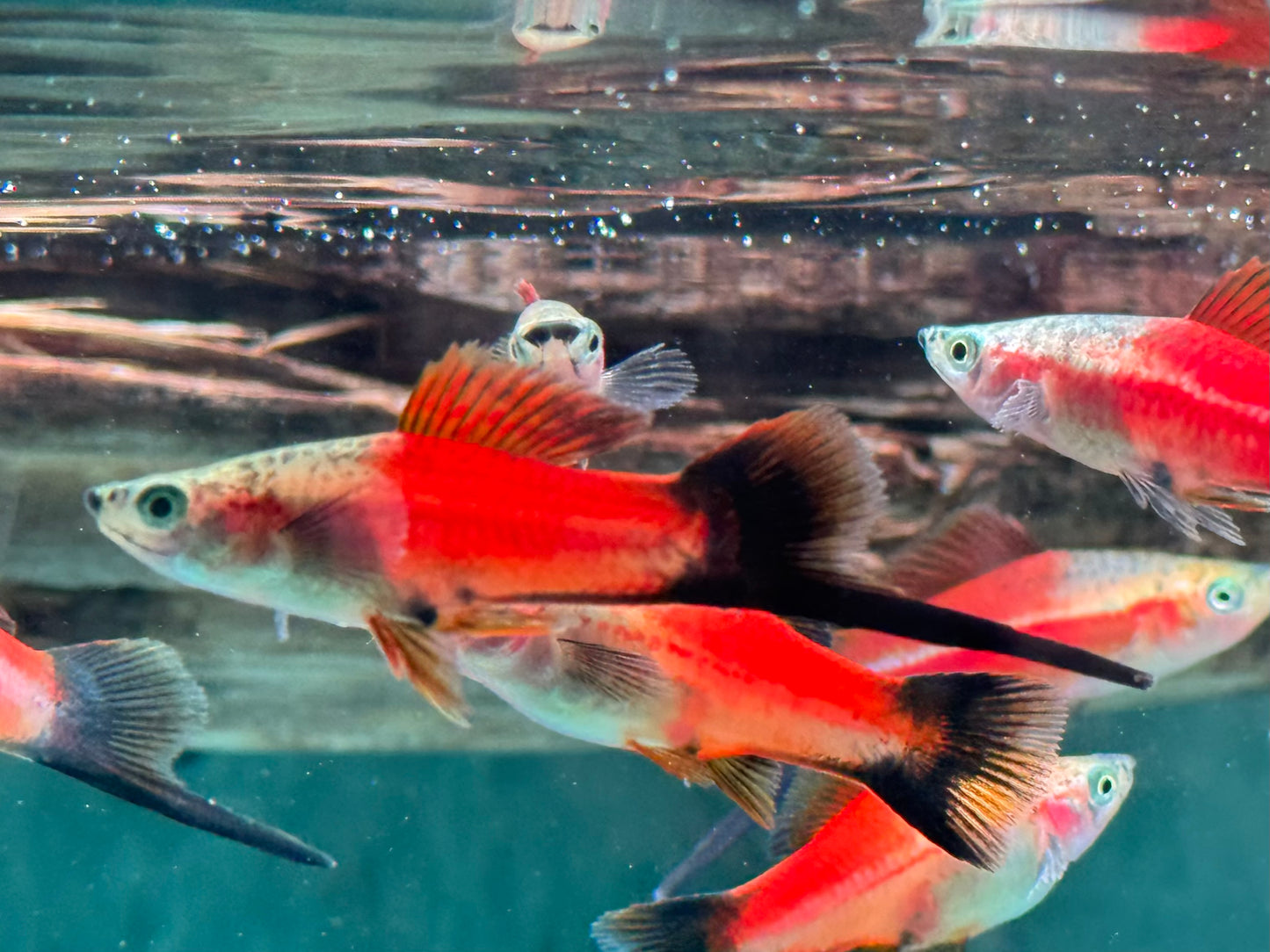 Ananas Wagtail Schwertträger Xiphophorus helleri