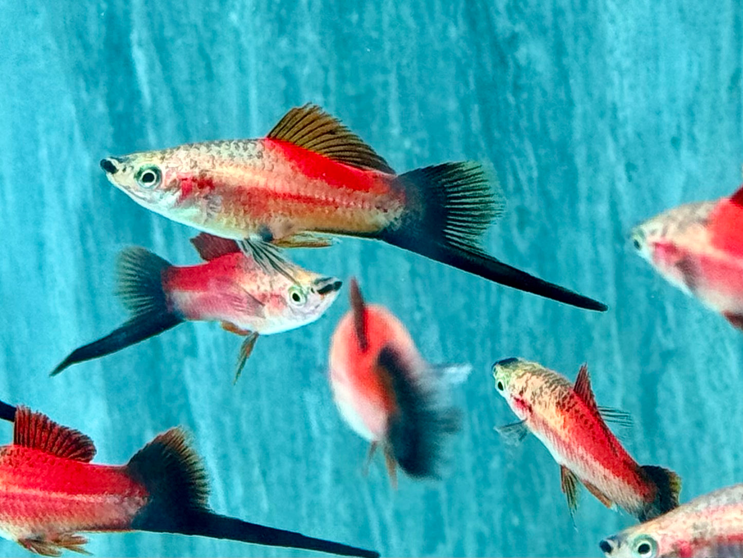 Ananas Wagtail Schwertträger Xiphophorus helleri