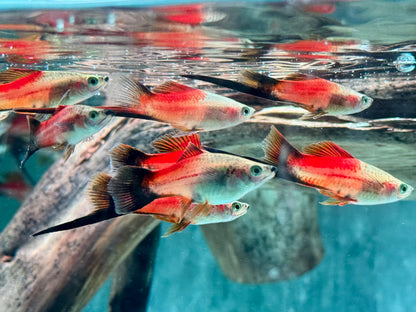 Ananas Wagtail Schwertträger Xiphophorus helleri