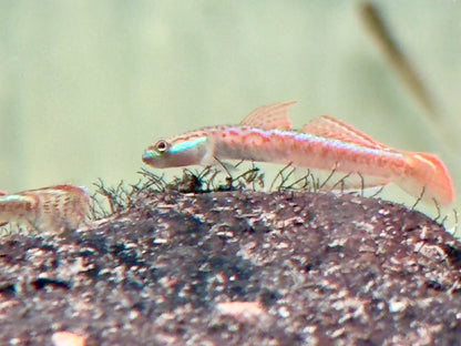 Annies Neongrundel Stiphodon annieae