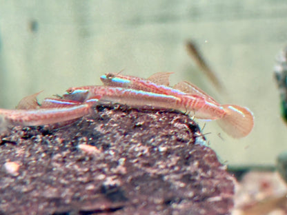 Annies Neongrundel Stiphodon annieae